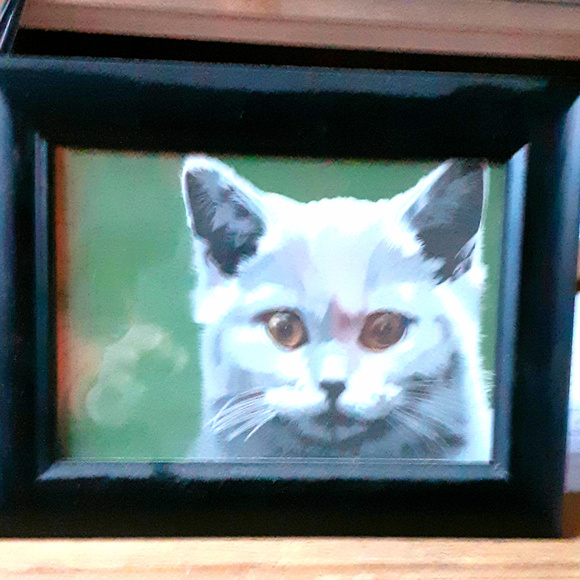 Framed Cat Portrait. Copy of classic cat stare - Picture 1 of 4